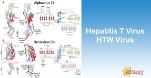 Hepatitis T Virus Htw Virus