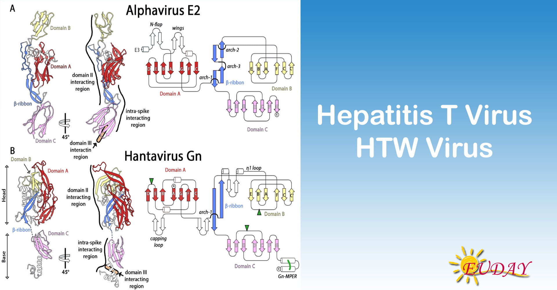 Hepatitis T Virus Htw Virus